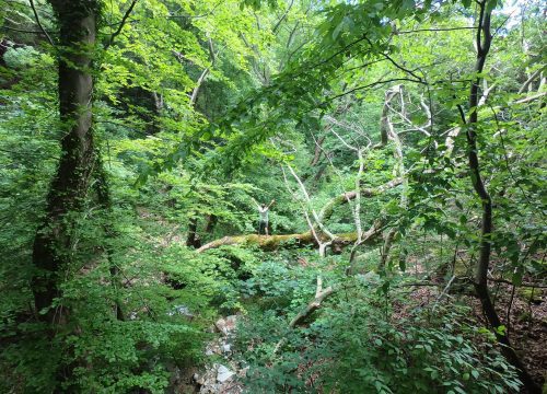 Natural habitat of Plane trees BUYNA, protected area 