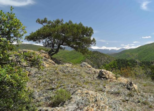 Tisata Nature Reserve