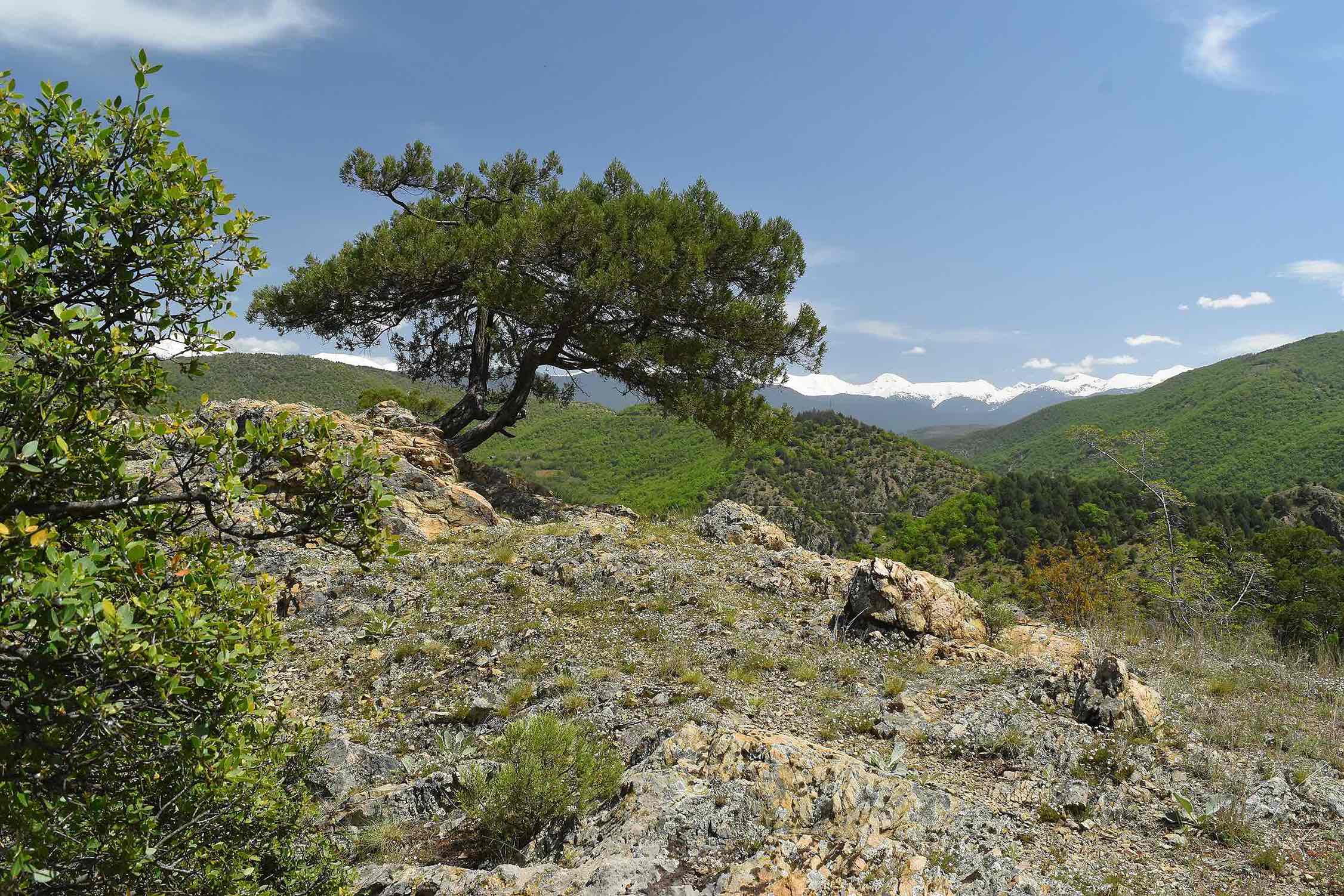 Greek_juniper_in_Tisata_Reserve,_Bulgaria_11zon-2